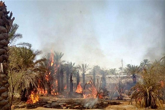 نیمی از نخلستان‌های روستاهای آبادان در آتش خاکستر شد | نیشکر آب کارون را می‌بلعد