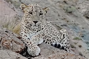 ببینید | این پلنگ نر در ایران، بزرگترین پلنگ ثبت‌شده در دنیاست